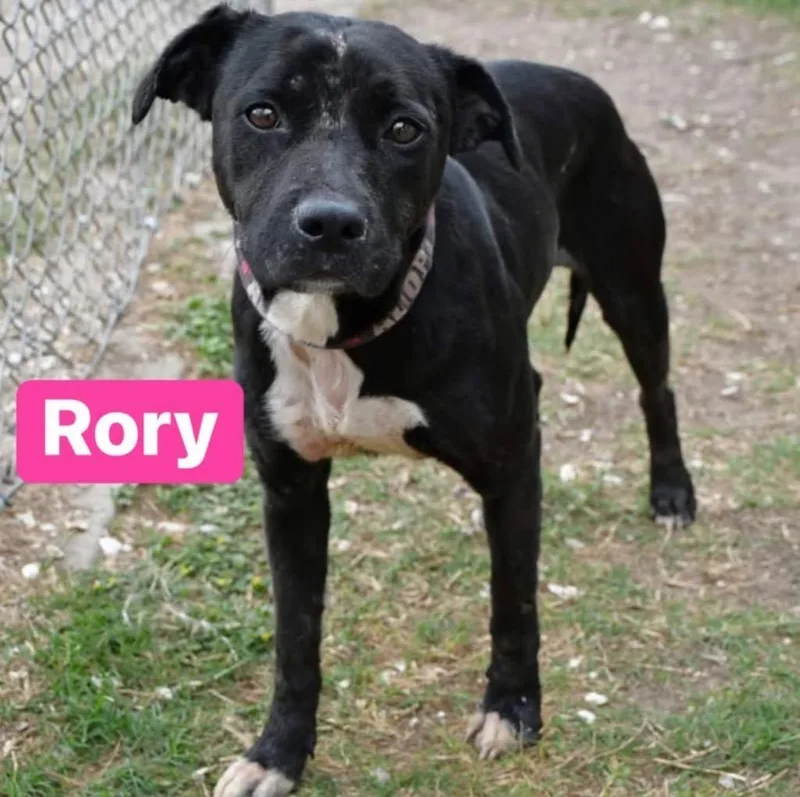 Rory thumbnail 2