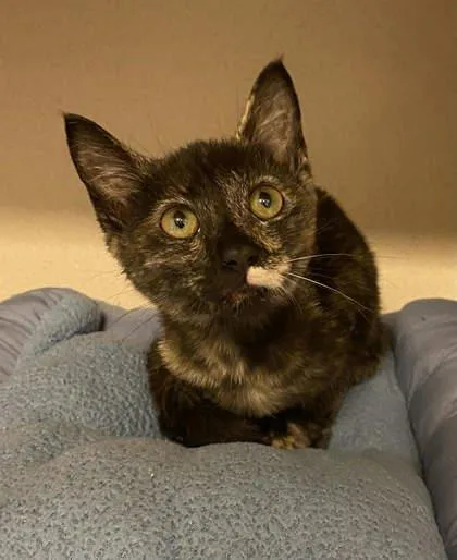 A young small-sized female Domestic Short Hair cat named Covey for adoption in Bowling Green, KY