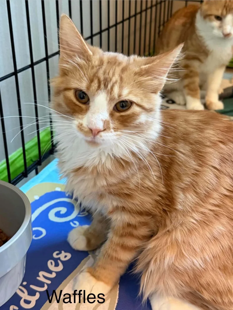 A baby medium-sized male Tabby (Orange / Red) Tabby cat named Waffles for adoption in Omaha, NE