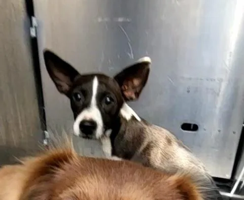 A baby small-sized female Chihuahua dog named Crema for adoption in San Antonio, TX