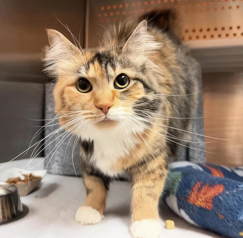 An adult medium-sized female Calico Domestic Medium Hair cat named Momma Chisel for adoption in Nashville, TN