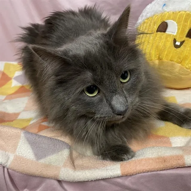 An adult medium-sized male Domestic Long Hair cat named Horton for adoption in Modesto, CA