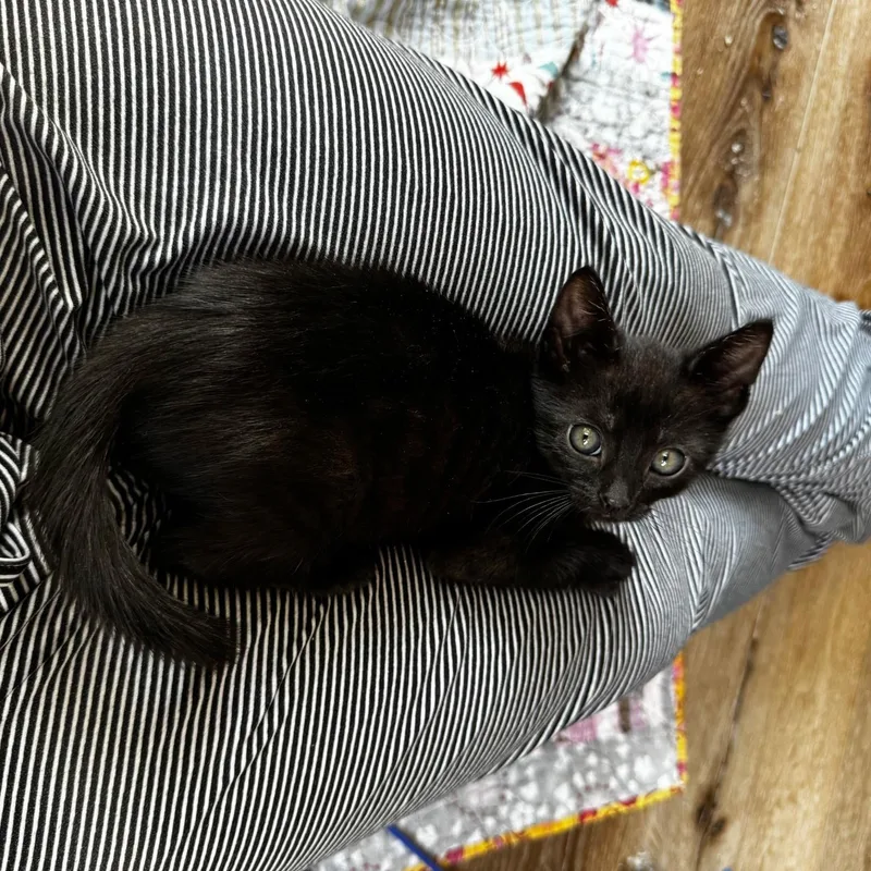 A baby medium-sized male Black Domestic Short Hair cat named Polk for adoption in Pacific Palisades, CA