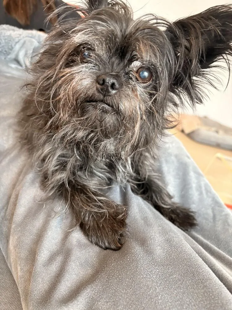 Tallulah thumbnail 3