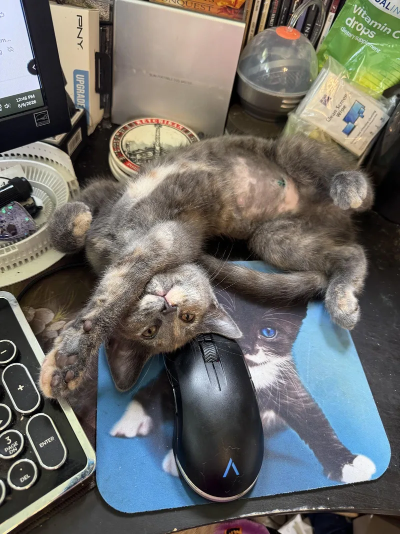 A baby medium-sized female Domestic Short Hair cat named Tom Yum for adoption in Trenton, NJ