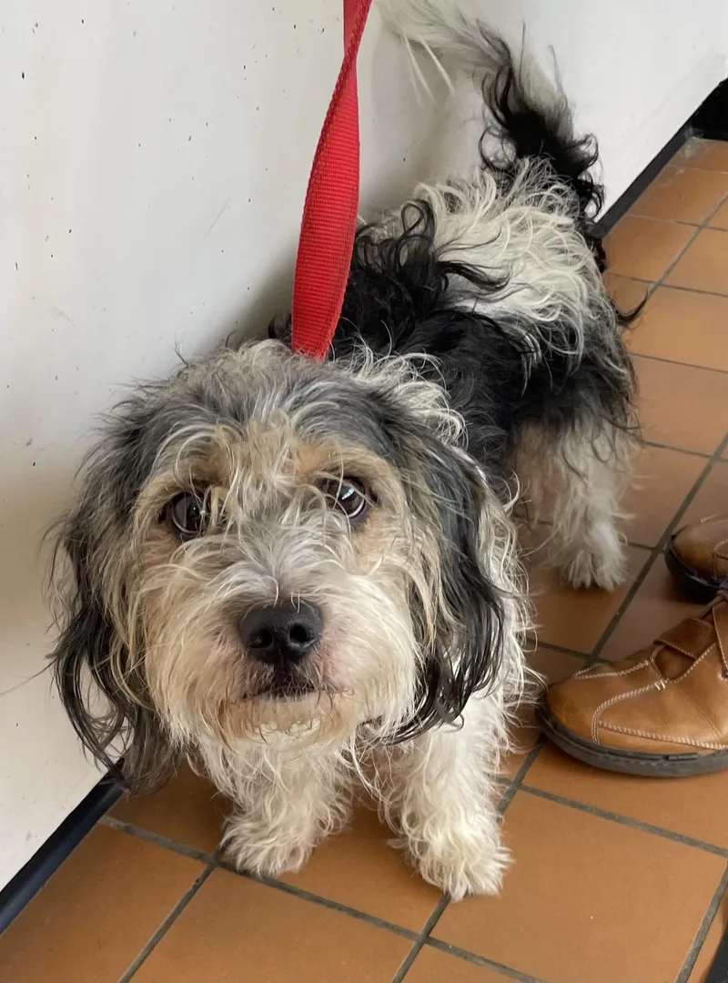 A young small-sized male Terrier dog named Draco HOLD for adoption in Canton, OH