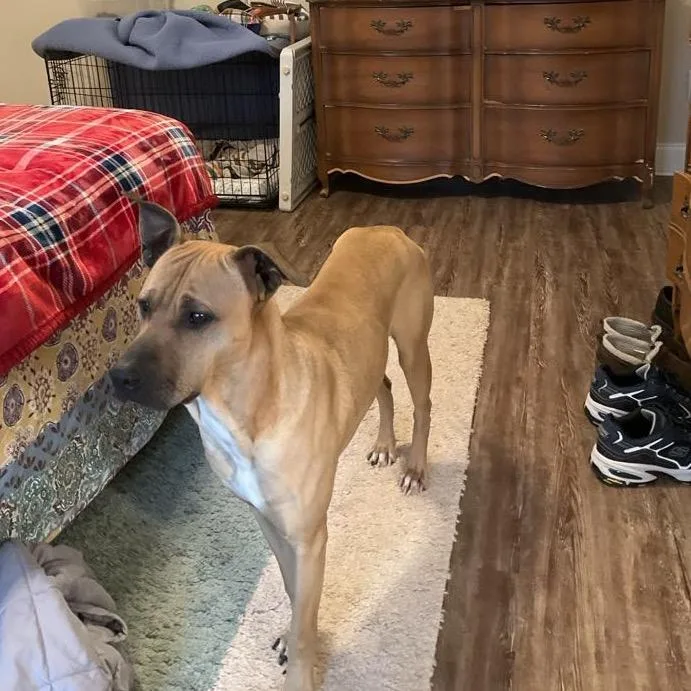 An adult medium-sized male Boxer dog named Buddy for adoption in Peachtree City, GA