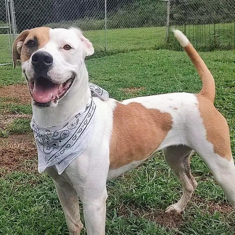 An adult medium-sized female White / Cream Pit Bull Terrier dog named Tear Drop for adoption in Marble, NC