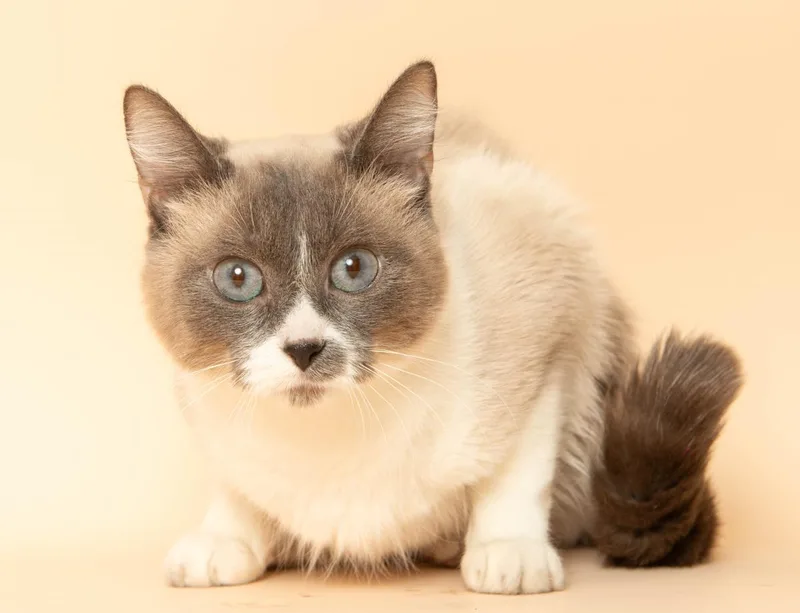 An adult medium-sized female Siamese cat named Serafina for adoption in Wyandotte, MI