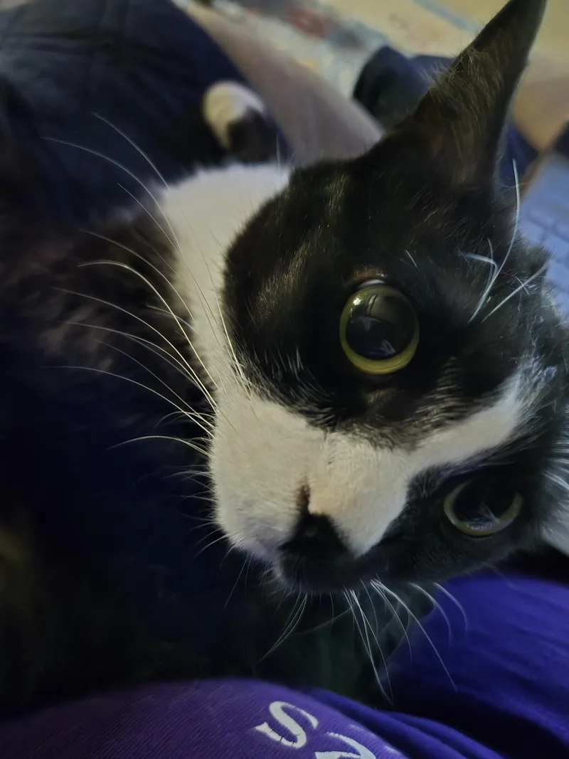 Oreo