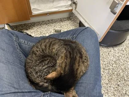 Fat Daddy thumbnail 3