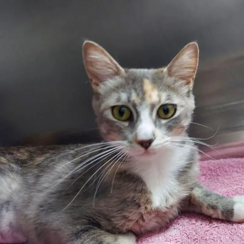 An adult medium-sized female Domestic Short Hair cat named Patches for adoption in Lake Havasu City, AZ