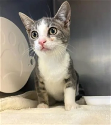 A baby small-sized female Domestic Short Hair cat named Strawberry for adoption in Camarillo, CA