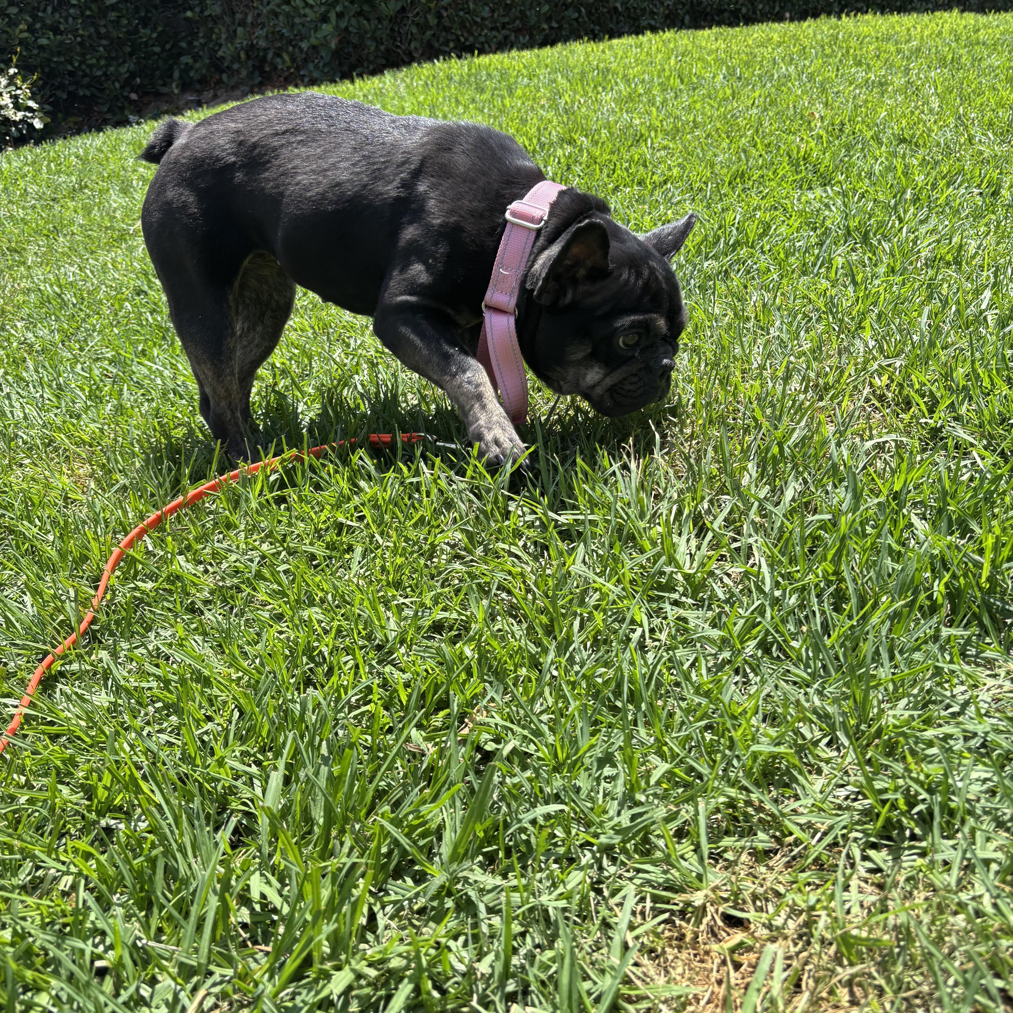 An adult small-sized female Black French Bulldog dog named Mona for adoption in Rancho Santa Margarita, CA