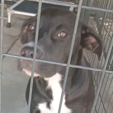 A young medium-sized female Black Labrador Retriever dog named Penny for adoption in Valley, AL