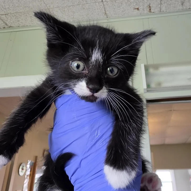A baby small-sized male Black Domestic Short Hair cat named Popa Georgio for adoption in Troy, IL