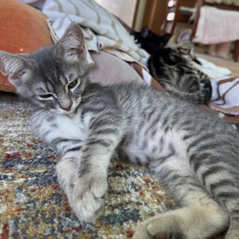 A baby small-sized male Gray / Blue / Silver Domestic Short Hair cat named Mau for adoption in Los Angeles, CA