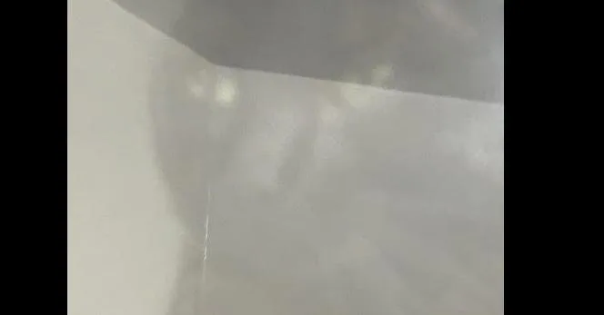 An adult medium-sized male Black Domestic Short Hair cat named Crabgrass for adoption in Anoka, MN