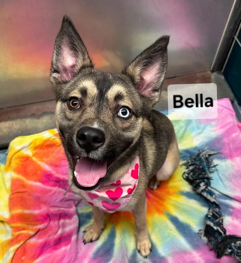 Bella thumbnail 3