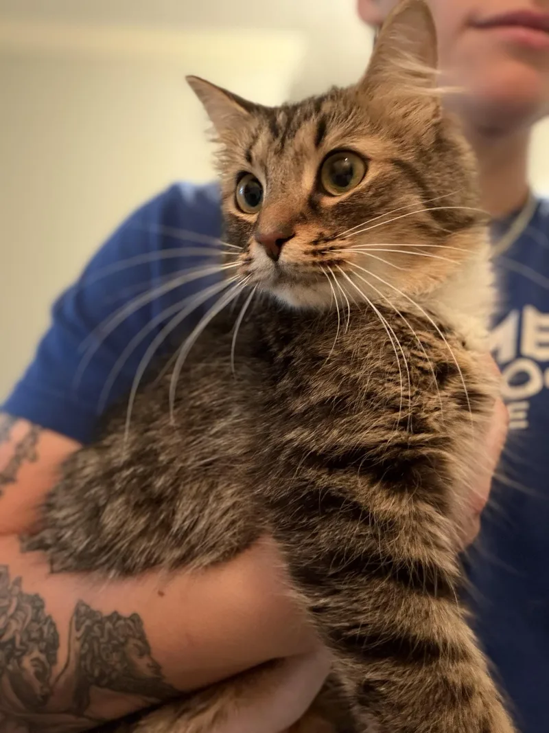 An adult medium-sized female Tabby (Brown / Chocolate) Domestic Medium Hair cat named Whimsy for adoption in Felton, PA