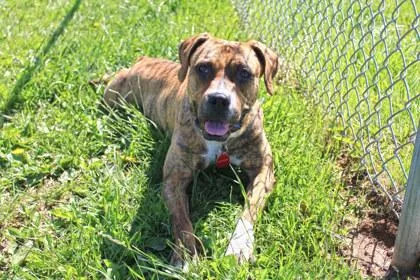 An adult large-sized female Plott Hound dog named Nellie for adoption in Kansas City, MO