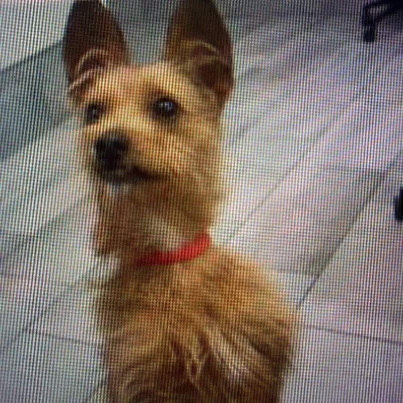 A young small-sized male Red / Chestnut / Orange Terrier dog named Alfie for adoption in Charlotte, NC