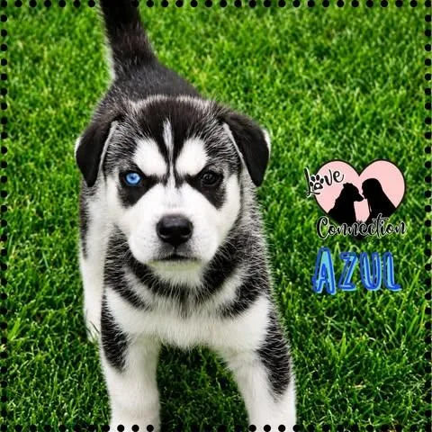 A baby medium-sized male Black Husky dog named Azul for adoption in Gilbert, AZ