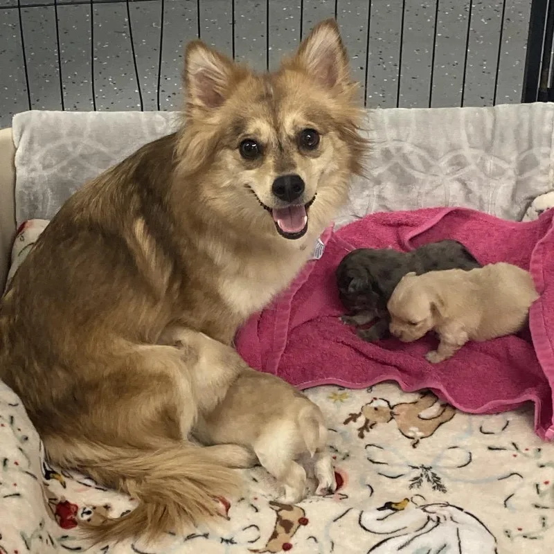 An adult small-sized female Golden Pomeranian dog named Diamond for adoption in Providence, RI