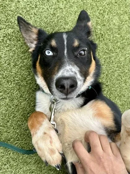 Nyela