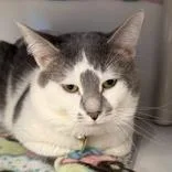 An adult medium-sized male Gray & White Domestic Short Hair cat named Ludahiss for adoption in Lansing, MI