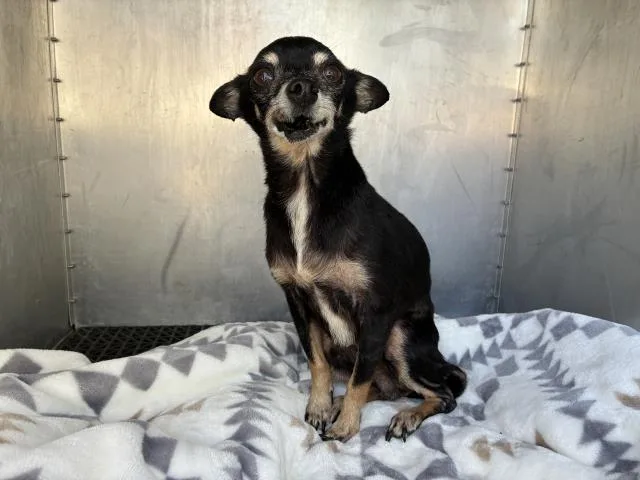 A senior medium-sized male Chihuahua dog named Capuline for adoption in San Martin, CA