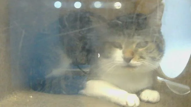 A young medium-sized male Domestic Short Hair cat named Mochi for adoption in Gardena, CA
