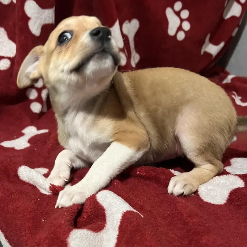 A baby medium-sized female Yellow / Tan / Blond / Fawn Mixed Breed dog named Maisie for adoption in Point Richmond, CA