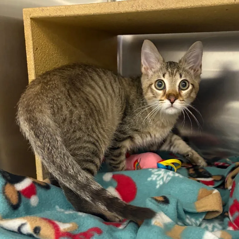 A baby small-sized male Brown / Chocolate Domestic Short Hair cat named Fuschia for adoption in Spokane, WA