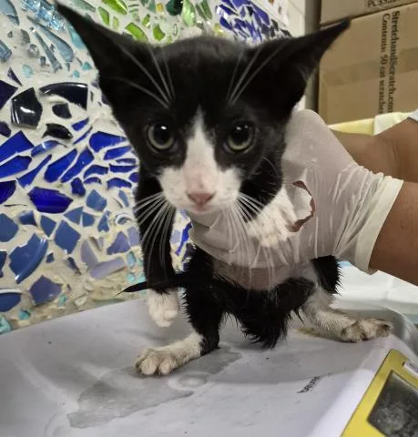 A baby small-sized male Domestic Short Hair cat named Santiago for adoption in Pensacola, FL