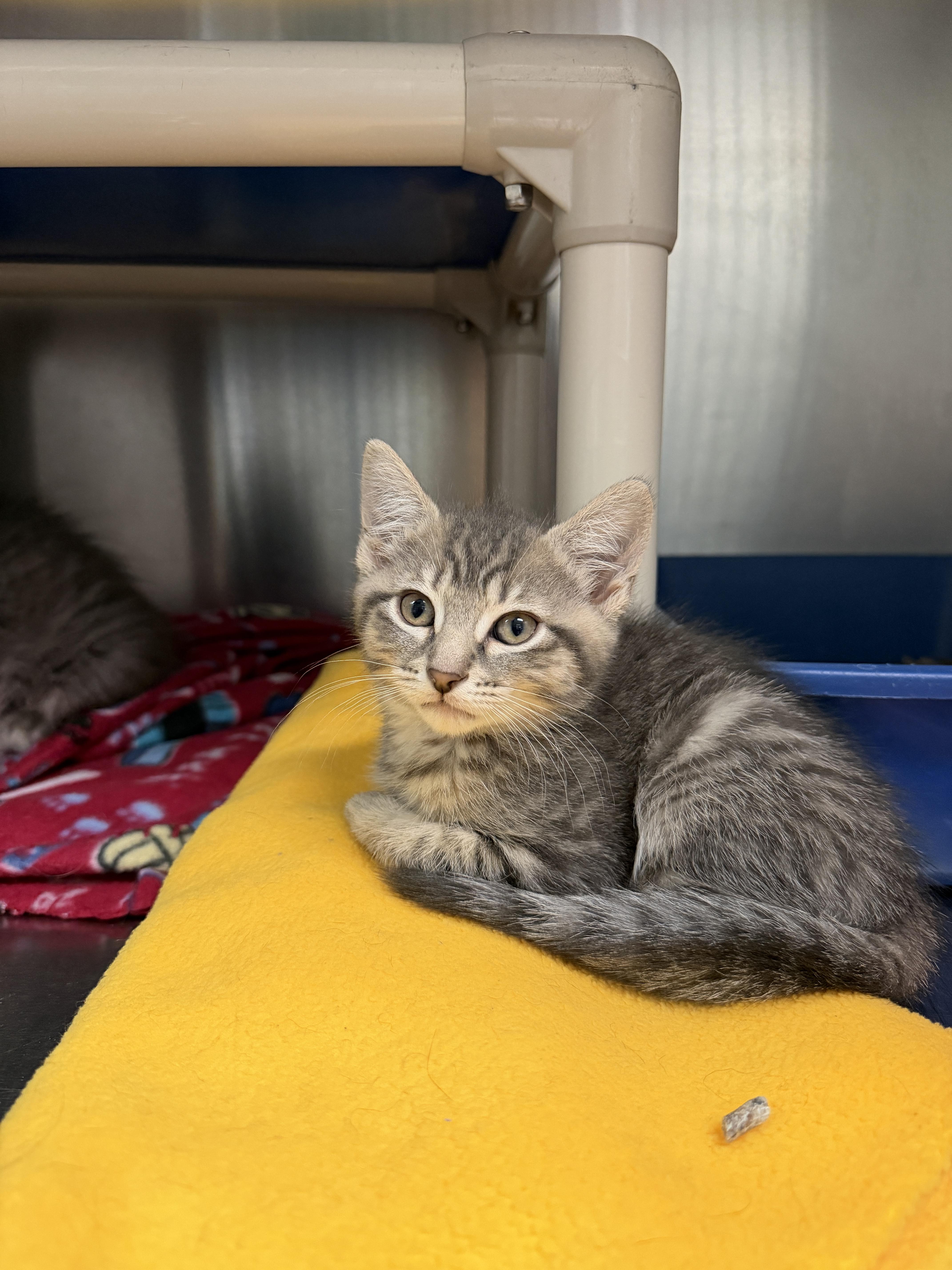 A baby medium-sized female Tabby (Gray / Blue / Silver) Domestic Short Hair cat named Smudge for adoption in Wantagh, NY