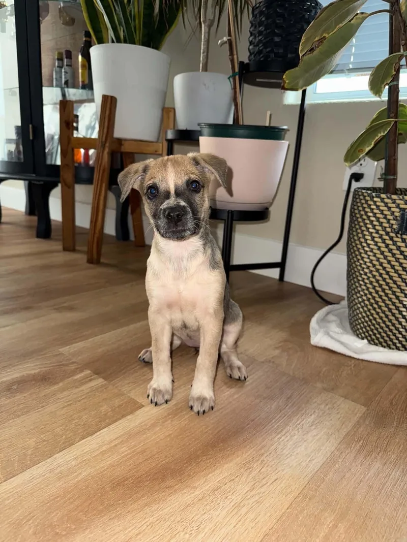 A baby medium-sized female Australian Cattle Dog / Blue Heeler dog named Bingo for adoption in Las Vegas, NV