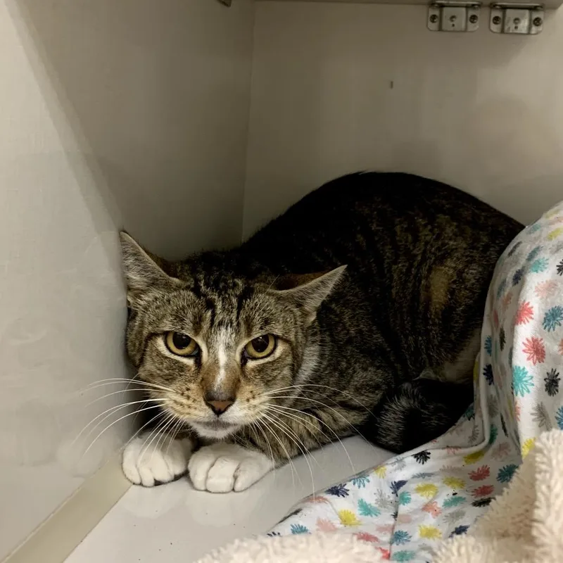 An adult medium-sized female Brown / Chocolate Domestic Short Hair cat named Farrah for adoption in Redwood City, CA