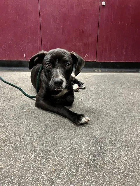 A young medium-sized male Labrador Retriever dog named A for adoption in Downey, CA