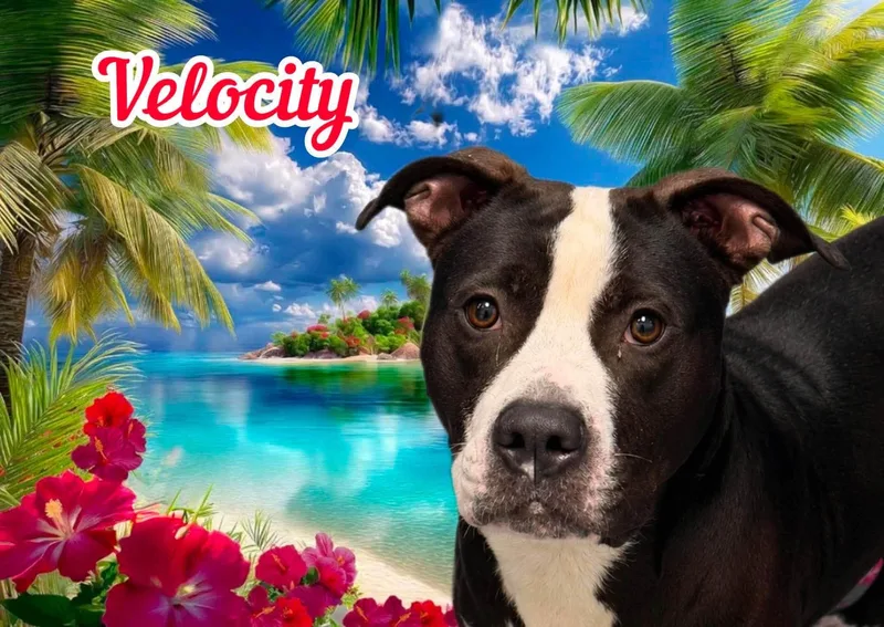 A baby large-sized female Black Mixed Breed dog named Velocity for adoption in Flint, MI