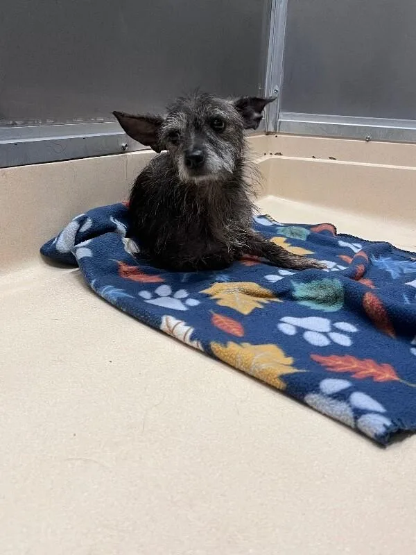 An adult medium-sized female Brown / Chocolate Yorkshire Terrier dog named Unknown for adoption in Burgaw, NC