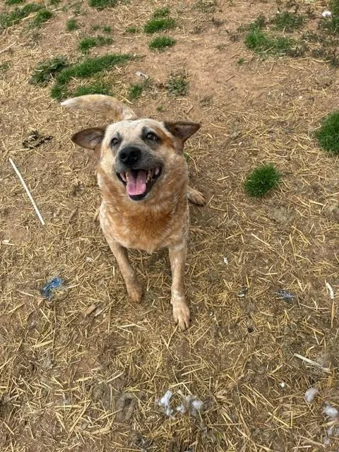 An adult medium-sized male Merle (Red) Australian Cattle Dog / Blue Heeler dog named Toby for adoption in Augusta, WV