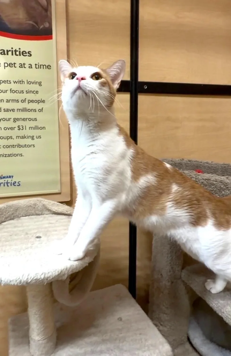 A young medium-sized male Orange & White Domestic Short Hair cat named Deacon for adoption in Barrington Hills, IL