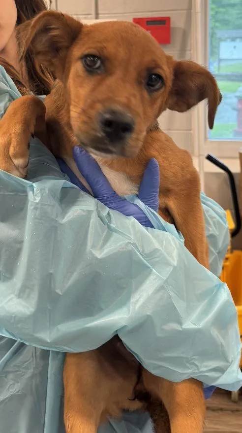 A baby medium-sized female Mixed Breed dog named Tinsel for adoption in Rock Hill, NY