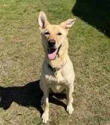 An adult medium-sized female Yellow / Tan / Blond / Fawn Mixed Breed dog named Nita for adoption in Potsdam, NY