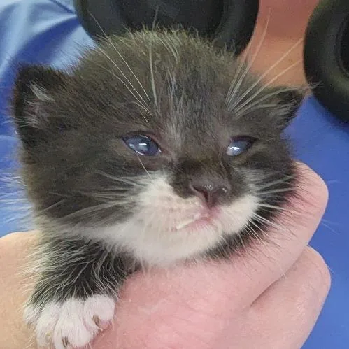 A baby small-sized male Black Domestic Short Hair cat named Picasso  U for adoption in Tupelo, MS