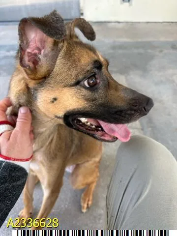 A young medium-sized female Mixed Breed dog named Squeeky for adoption in West Palm Beach, FL