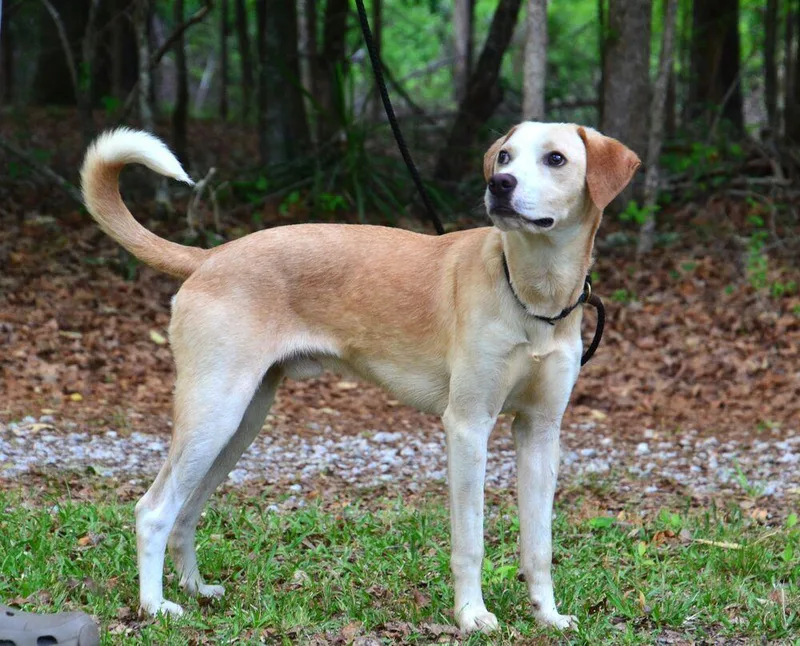 A young medium-sized male Labrador Retriever dog named Junior for adoption in Willingboro, NJ