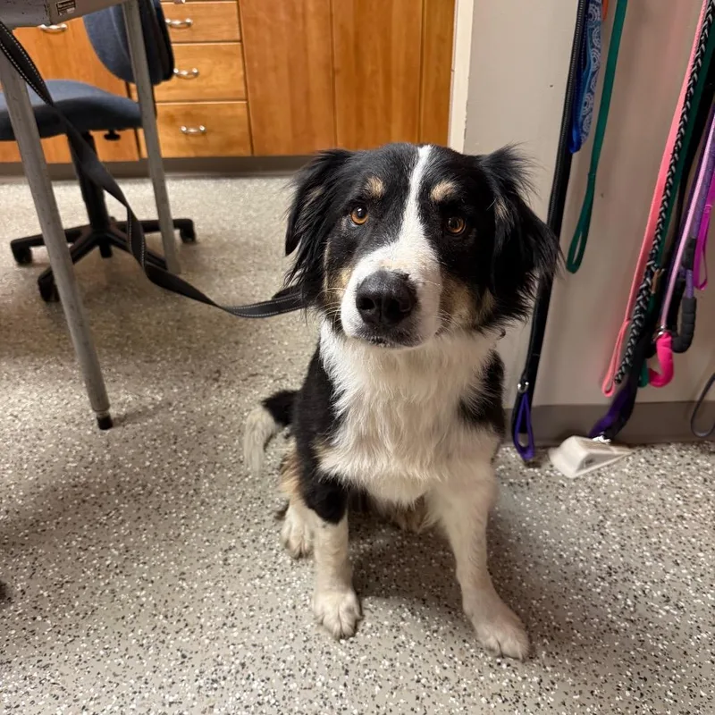 An adult large-sized male Black Australian Shepherd dog named Studson for adoption in Norfolk, NE