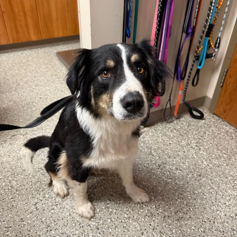 Studson thumbnail 3